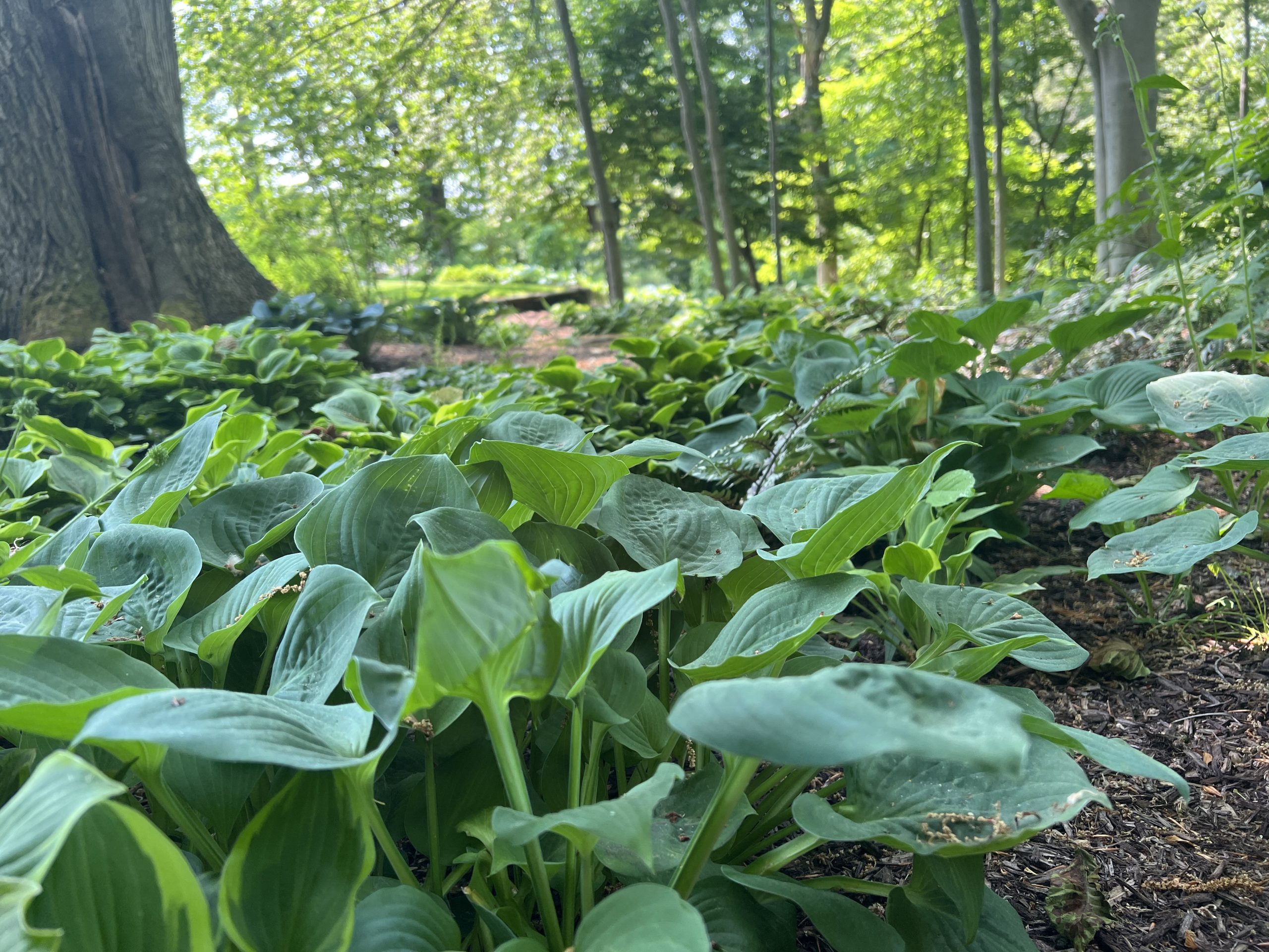 Planting Ahead